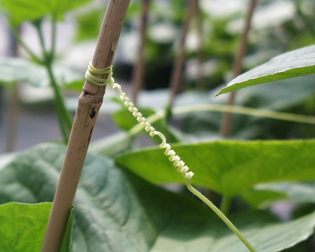 Figure 02: Cucumber (Cucumis sativus) tendrils winding in a supporter (Source: Cucumber tendrils )