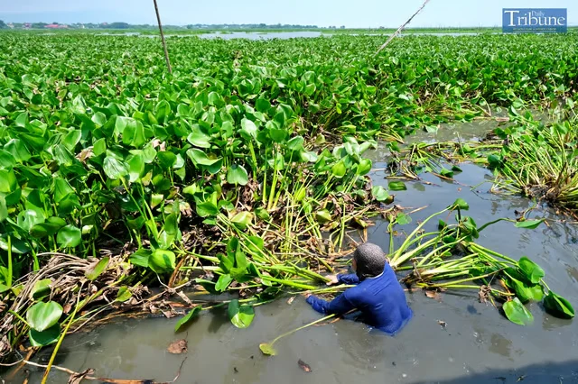 Source: Water Hyacinth affecting human life in Laguna Lake in Phillipines )