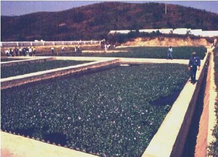 Wastewater treatment plant using water hyacinth 