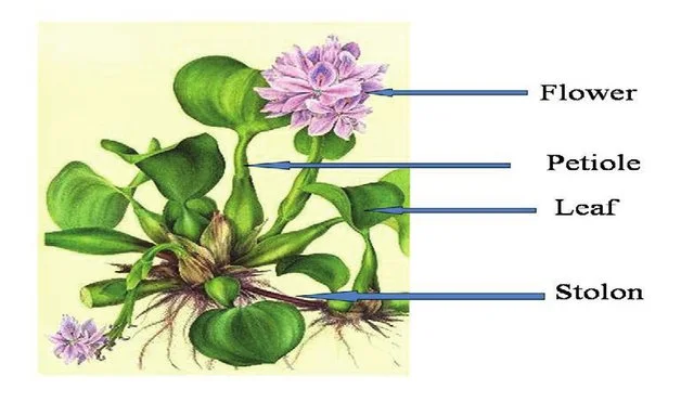 Morphology  of Water Hyacinth  