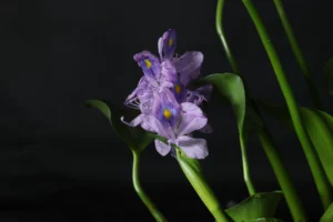 Water Hyacinth Plant