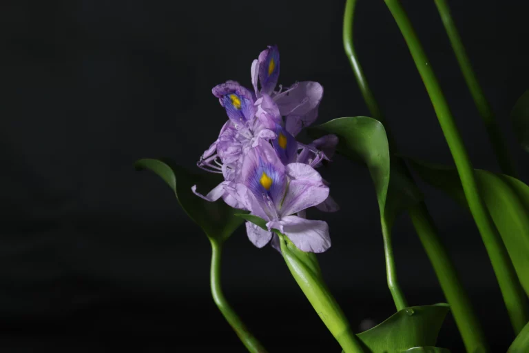 Water Hyacinth Plant