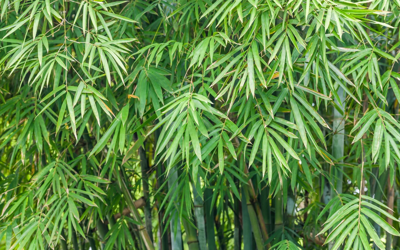 bamboo