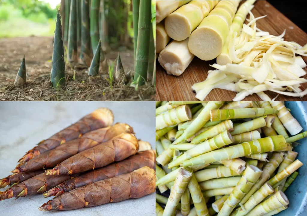 Bamboo  shoots as a food