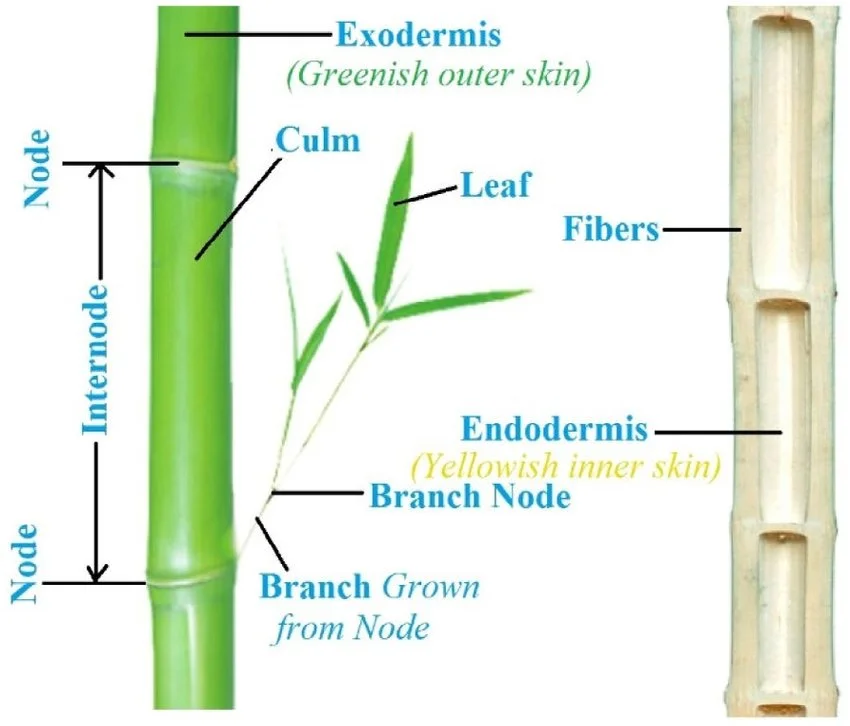 Anatomy of the Bamboo plant: Most Frequently Asked Questions About Bamboo  (ecoluxeproduct.com)