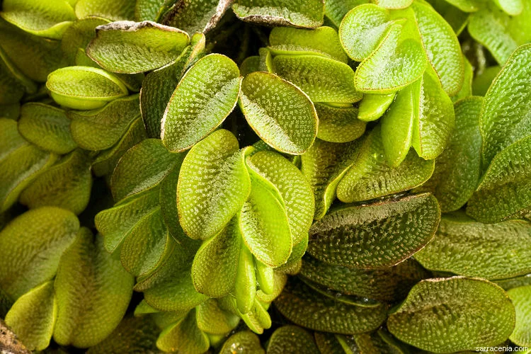 Salvinia molesta plant